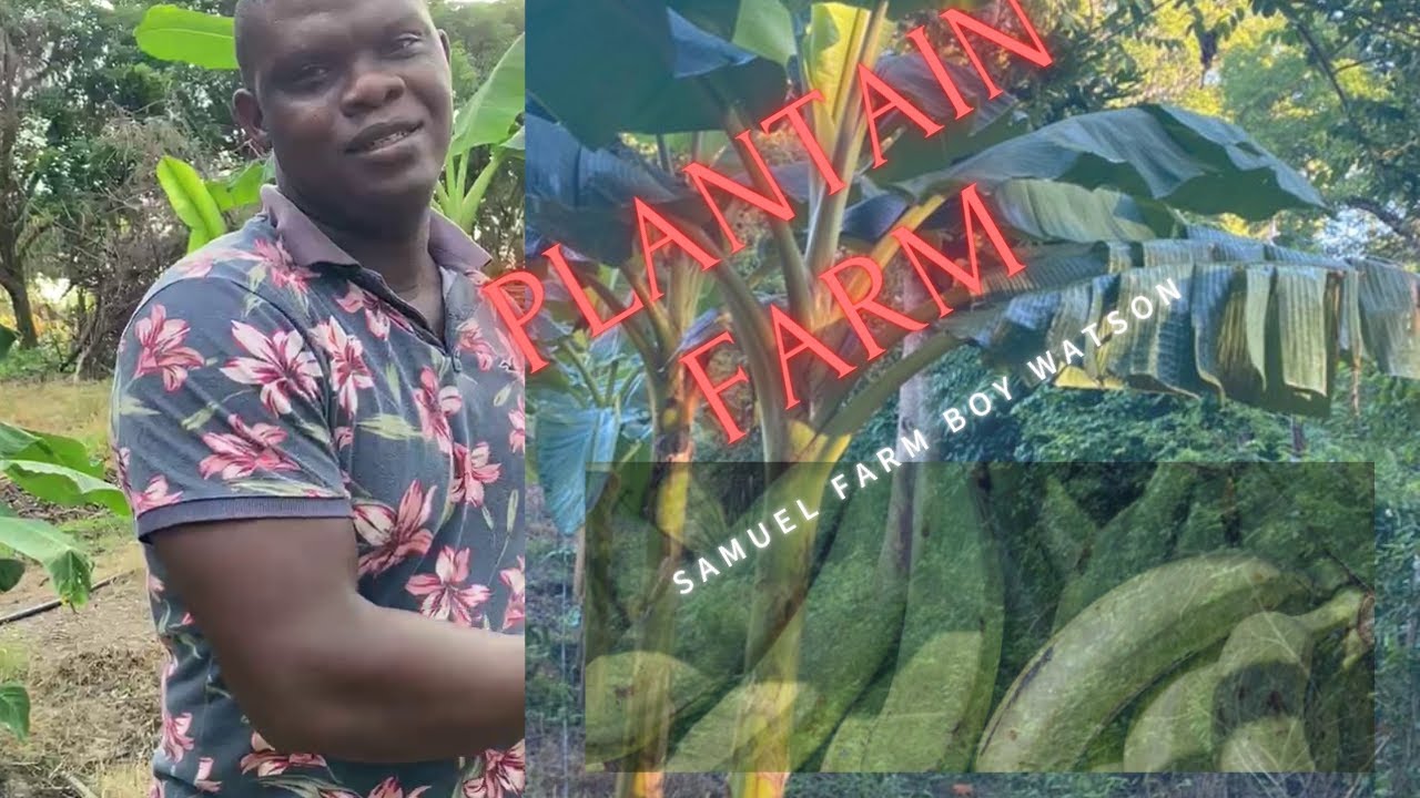 How to plant lots of plantains on an acre of land