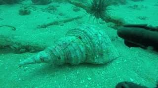 Triton's Trumpet Shell
