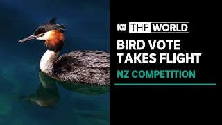 'Fowl play' in hotly contested NZ bird of the century vote | The World 'Fowl play' in hotly contested NZ bird of the century vote | The World