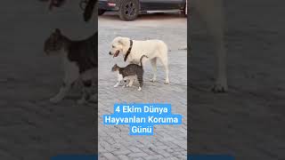 4 Ekim Dünya Hayvanları Koruma Günü