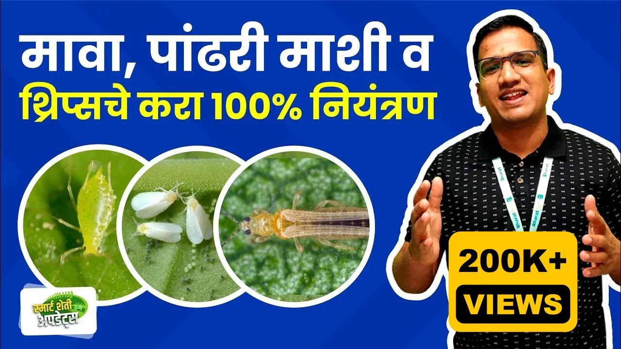 एकात्मिक कीड व्यवस्थापन - मावा, पांढरी माशी व थ्रिप्स | sucking pests complete control