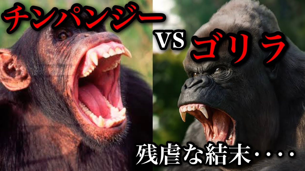 仲が良かったのに!?チンパンジーとゴリラの争い【残虐な結末】 YouTube 仲が良かったのに!?チンパンジーとゴリラの争い【残虐な結末】 YouTube