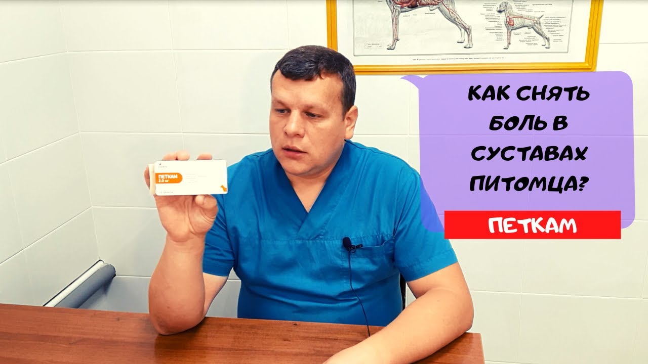 КАК СНЯТЬ БОЛЬ В СУСТАВАХ ПИТОМЦА? ПЕТКАМ