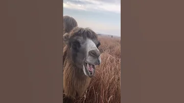 The Camel Eats Lemon Camel Limon Animals Video Ocean Whale Horse Cow World 
