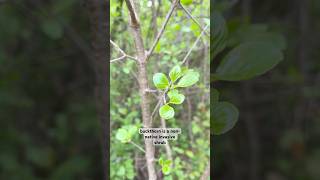 Chemical free buckthorn management