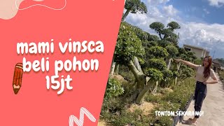 Mami vinsca beli pohon harga nya 15 juta 😍 untuk kesehatan by Vinscaara 1,803 views 1 year ago 1 minute, 30 seconds