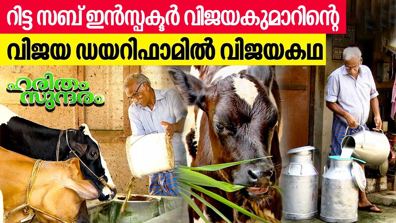 കല്ലിയൂരിലെ ക്ഷീര വസന്തം | Vijaya Dairy Farm , Kalliyoor | Haritham Sundaram EP 469
