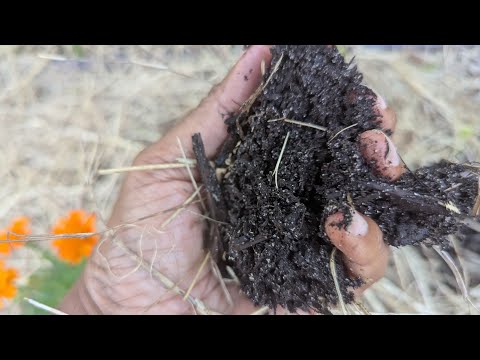 The number 1 thing I do to successfully grow veggies, greens and fruit