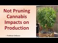 Not pruning cannabis impacts on production