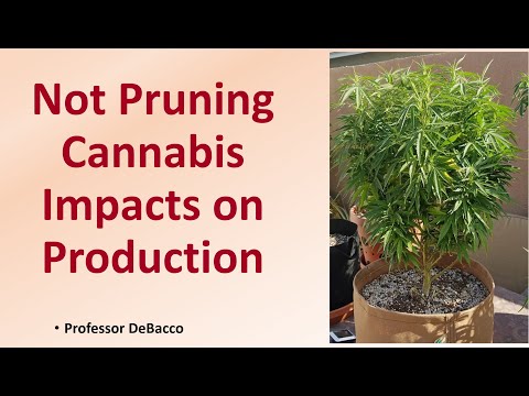 Not Pruning Cannabis Impacts on Production