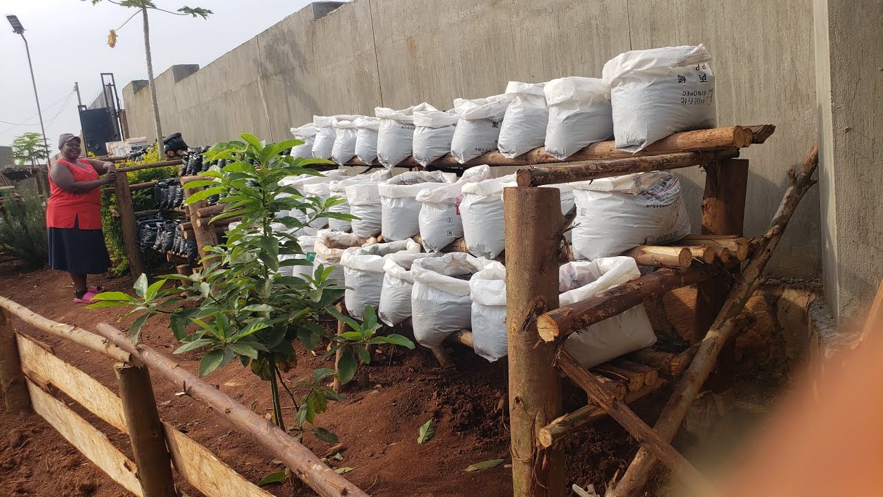 Back Yard Gardening.  How Sacks Can Be Turned Into Gardens?