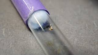 Tetramorium Queen Update 1 Eggs And Pupae