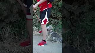 Mi Husky Se Enfrenta Al Lobo De Yosoyplex