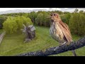Соловьиная песня в небе Беларуси | Film Studio Aves