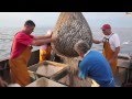 Pesca delle sarde