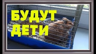ХОМЯК ДЕЛАЕТ ГНЕЗДО Беременность хомяка Сирийский хомячок видео КАНАЛ ПРО ЖИВОТНЫХ ХОМЯК ДЕЛАЕТ ГНЕЗДО Беременность хомяка Сирийский хомячок видео КАНАЛ ПРО ЖИВОТНЫХ