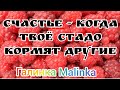 Колесниковы /Счастье - когда твое стадо кормит кто-то другой //Обзор Влогов //