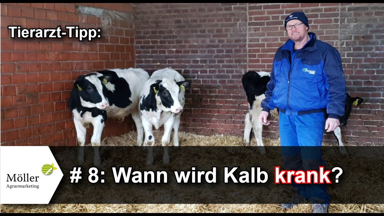 Kälberaufzucht #8 -  Wann werden Kälber krank? Lungenschaden kostet 500 kg | Wichtig: Nesting Score