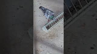 400Km Return Bird Folgan Attack