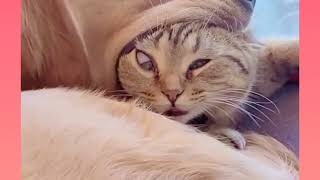 Cute and funny cats with babies|Funny Video completion|try not to laugh challenge|