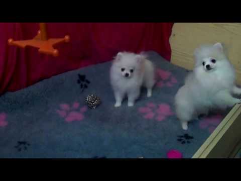 Zwergspitz Pomeranian Welpen mit  Ahnentafel Farbe weiß-creme