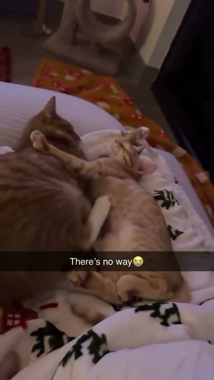 Kittyo like what hold on maybe you should move a bit twin