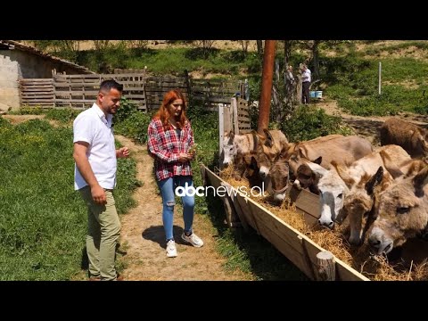 Video: Biznes Dhe Argëtim