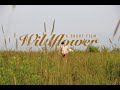 Wildflower A Short Film 2023 