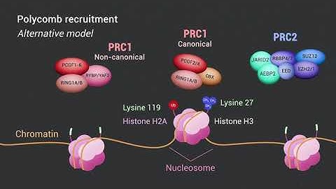 Epigenetics and Polycomb Proteins Snippet1: Polycomb complexes