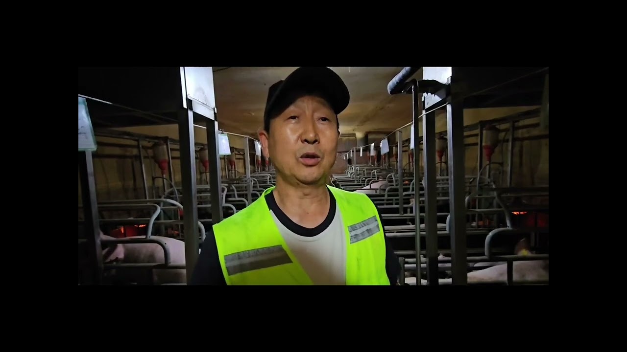 금돈바이오 정암농장 여름철 돈사내부 환경