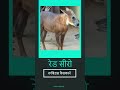 रेडसीरो