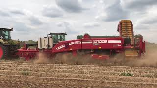 Open Day 2018 - Daffodil Harvest