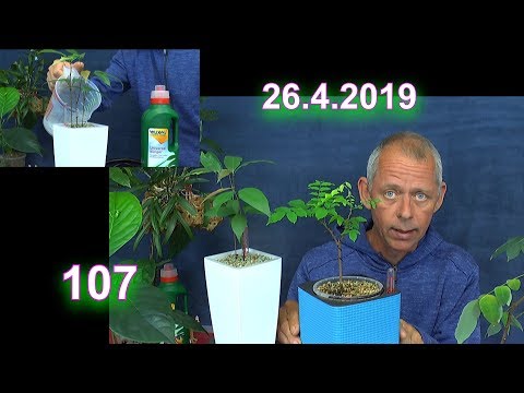 detlef-und-seine-exotischen-pflanzen-wie-es-weiter-geht