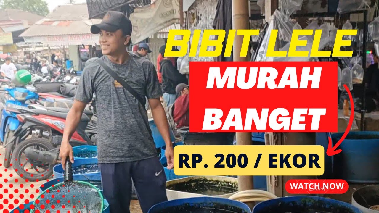 Bibit Lele Termurah Pasar Ikan Hias Parung mulai dari 200 Rupiah