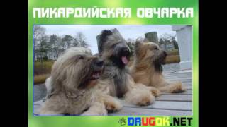Пикардийская овчарка Пикардийская овчарка