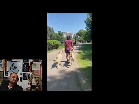 Shield Trainer Test with TWO Poodles?! Shauna Jean