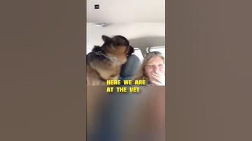 Thumbnail of Dog realizes he's at the vet and gets afraid 🐶
