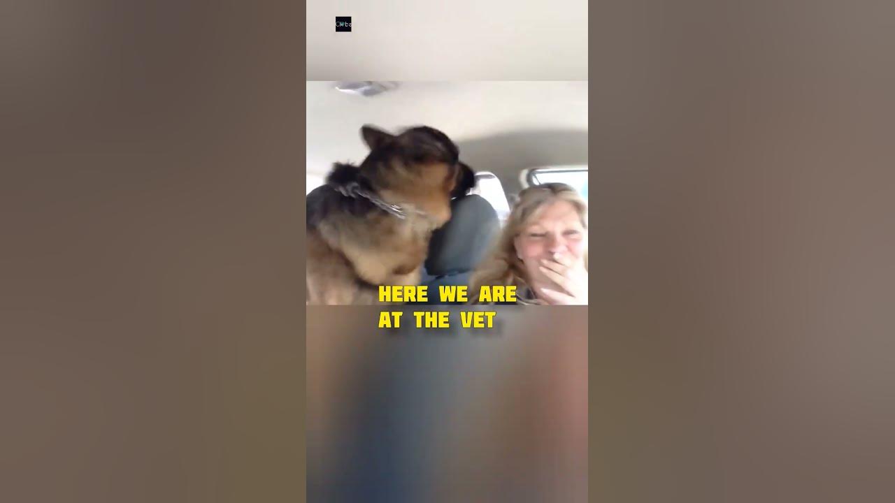 Dog realizes he's at the vet and gets afraid 🐶