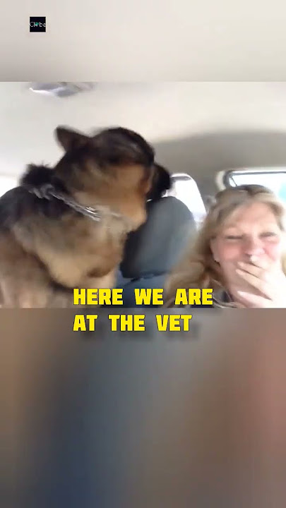 Dog realizes he's at the vet and gets afraid 🐶