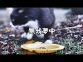 いなばの『焼かつお』を無我夢中で食べる猫【地域猫】