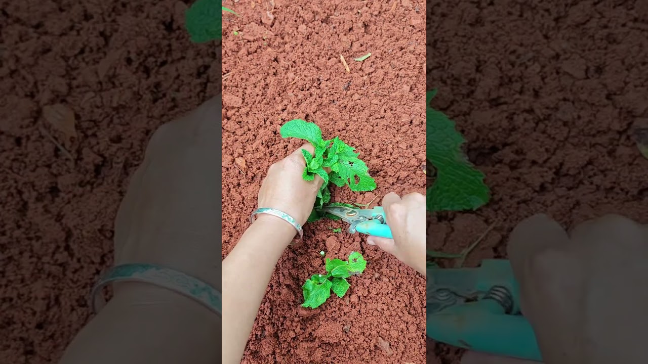 Original Title & Thumbnail