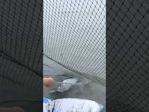 Video Bắt Cá Đuối dơi và ghẹ sống ở biển Vũng Tàu : Mò Cua... - youtube