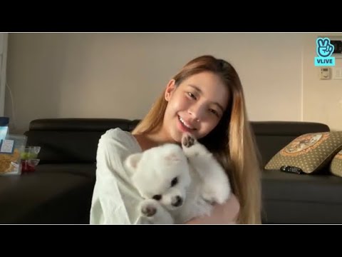 (ENG/INDO/JPN SUB) ITZY LIA VLIVE 211104 | [ #lia ] I came with Bella🐶🐶🎀💕