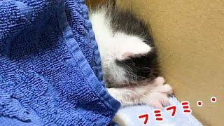 寝ながらフミフミしている赤ちゃん猫