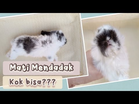 Video: Penyakit Chinchilla Biasa