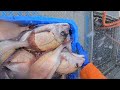 誰も出たがらない荒れた海に出漁！鯛を獲る！！