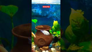 Singi fish #aquarium #share #fish #facts #shortsfeed #viral #vlog #trending #shorts #viralvideo #yt