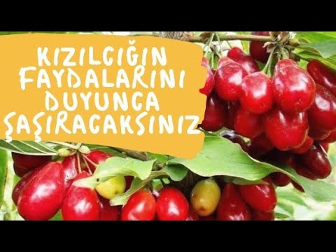 Video: Kızılcık Ağacı Damlayan Yapraklar - Kızılcık Ağacı Özü Neye Neden Olabilir?