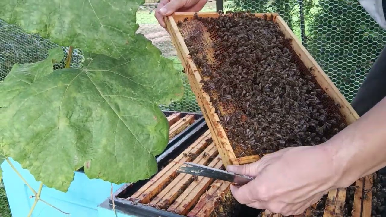 Izolacja matek cz 1 Ułożenie kominowe gniazda.