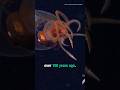 First Live Baby Colossal Squid Sighted 🦑